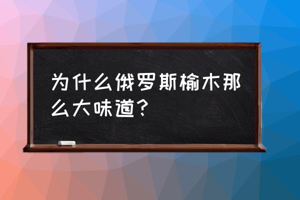 榆木主要生长什么地方 为什么俄罗斯榆木那么大味道？