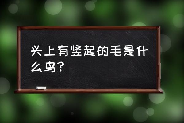 头上羽毛立着是什么鸟 头上有竖起的毛是什么鸟？