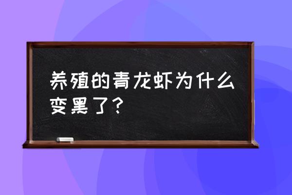 澳洲小龙虾发黑发青怎么回事 养殖的青龙虾为什么变黑了？