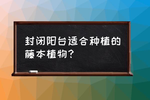 封闭阳台可以种蔷薇吗 封闭阳台适合种植的藤本植物？