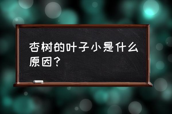 南通哪家苗圃收购杏树 杏树的叶子小是什么原因？