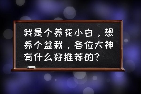 桔梗最后为什么会死 我是个养花小白，想养个盆栽，各位大神有什么好推荐的？