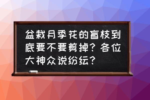 月季全是盲枝是什么原因 盆栽月季花的盲枝到底要不要剪掉？各位大神众说纷纭？