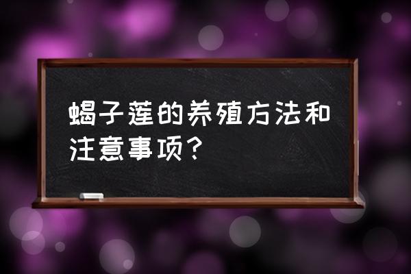 蟹脚莲的养殖方法和注意事项 蝎子莲的养殖方法和注意事项？