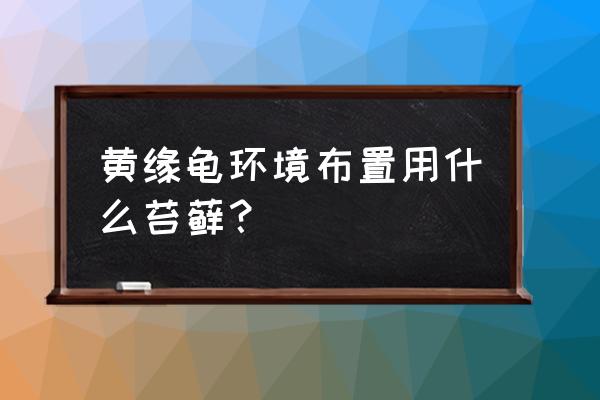 适合用苔藓培养的绿植 黄缘龟环境布置用什么苔藓？