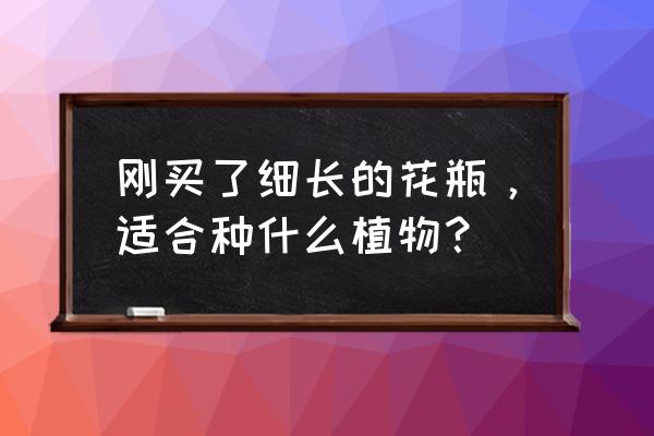 紫叶吊竹梅的扦插 刚买了细长的花瓶，适合种什么植物？