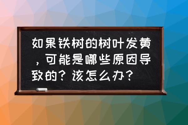 水培巴西铁树叶子发黄怎么处理 如果铁树的树叶发黄，可能是哪些原因导致的？该怎么办？