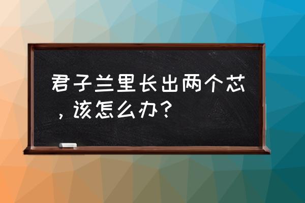 君子兰没棍了怎么养出根来 君子兰里长出两个芯，该怎么办？