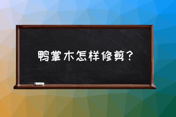 鸭掌木枝干枯萎发黑怎么办 鸭掌木怎样修剪？