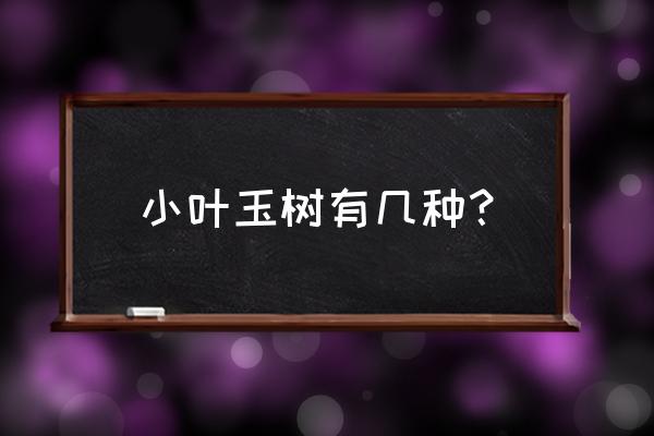 筒叶花月与铲叶花月区别 小叶玉树有几种？