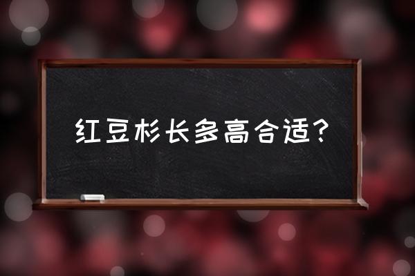 红豆杉为什么叶子枯死 红豆杉长多高合适？