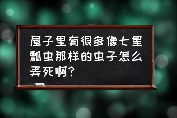 房间潮虫怎么彻底消灭干净 屋子里有很多像七星瓢虫那样的虫子怎么弄死啊？