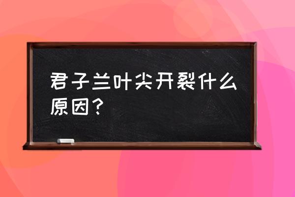 君子兰叶片断裂怎么治 君子兰叶尖开裂什么原因？