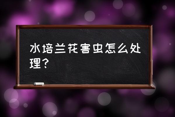 兰花水培怎么养才能长得快 水培兰花害虫怎么处理？