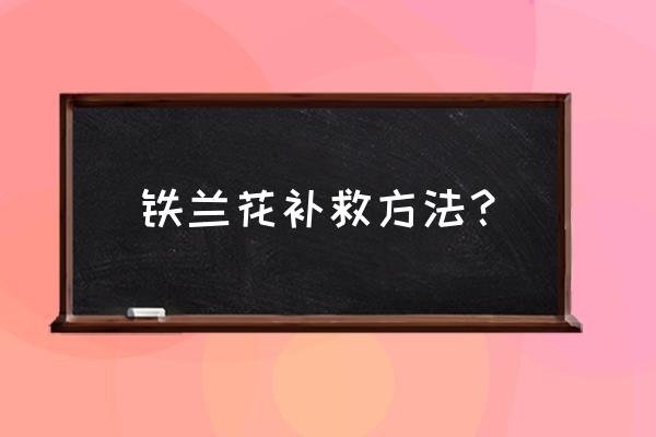 铁兰浇水正确方法 铁兰花补救方法？