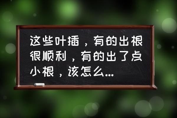 新买的桃蛋怎么上盆用什么土呢 这些叶插，有的出根很顺利，有的出了点小根，该怎么办才好？