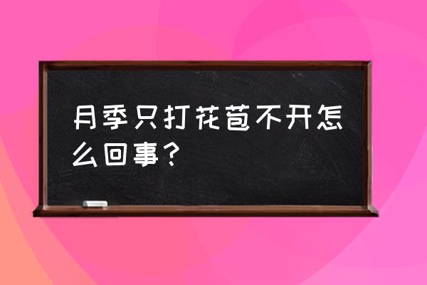 月季只长叶子不开花是为什么呢 月季只打花苞不开怎么回事？