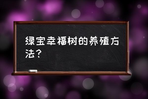 刚买回来的幸福树怎么养护和浇水 绿宝幸福树的养殖方法？