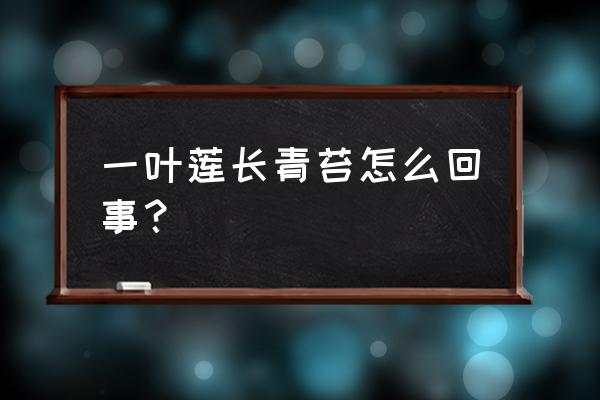 一叶莲适合养在家里吗 一叶莲长青苔怎么回事？