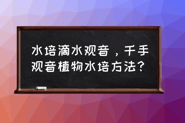 滴水观音横向水培正确方法 水培滴水观音，千手观音植物水培方法？