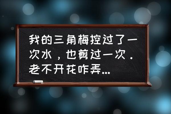 剪下来的三角梅怎么栽培 我的三角梅控过了一次水，也剪过一次。老不开花咋弄？谢谢？