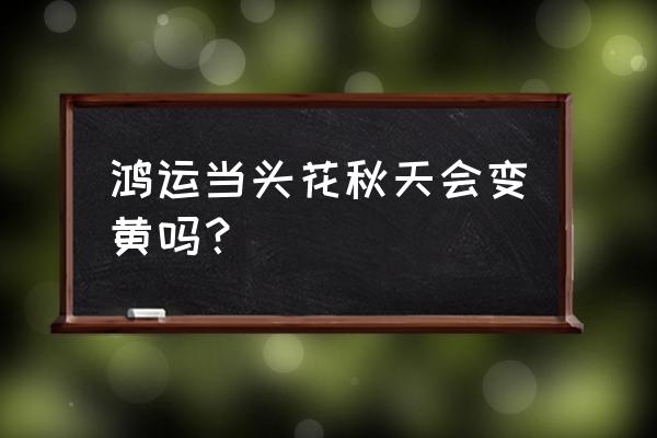 鸿运当头耐寒吗怎么养 鸿运当头花秋天会变黄吗？