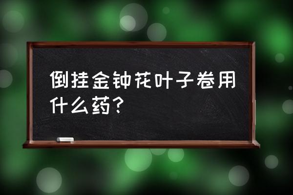 倒挂金钟的叶子长黑斑怎么办 倒挂金钟花叶子卷用什么药？