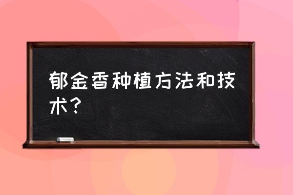 郁金香花期怎么浇水 郁金香种植方法和技术？