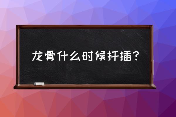 这4种花现在扦插最容易生根杀菌 龙骨什么时候扦插？