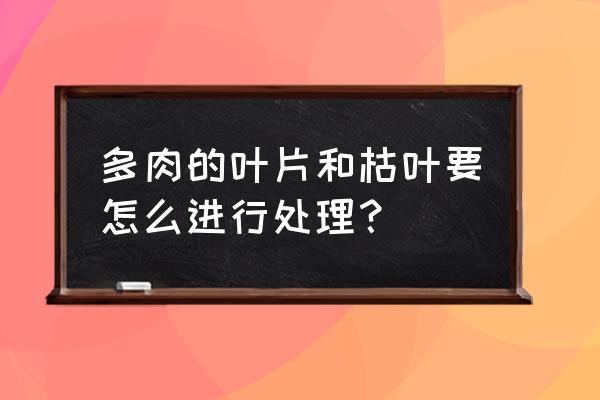 侍魂胧月传说法术怎么点 多肉的叶片和枯叶要怎么进行处理？