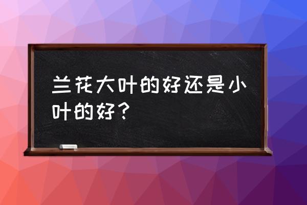 怎样护理大叶兰花 兰花大叶的好还是小叶的好？