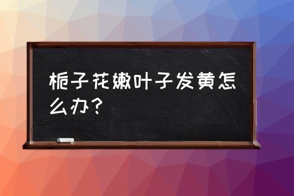 栀子花叶片很绿但不油亮 栀子花嫩叶子发黄怎么办？